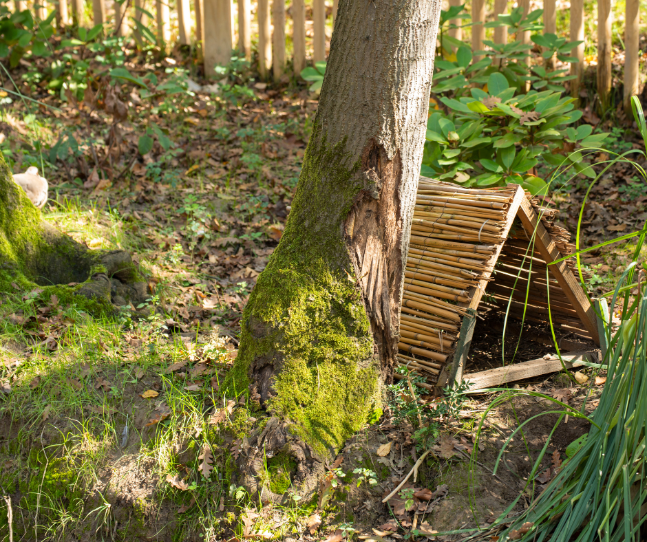 3 Abrigo Natural para o Apocalipse: Como Construir um Abrigo com Materiais Naturais