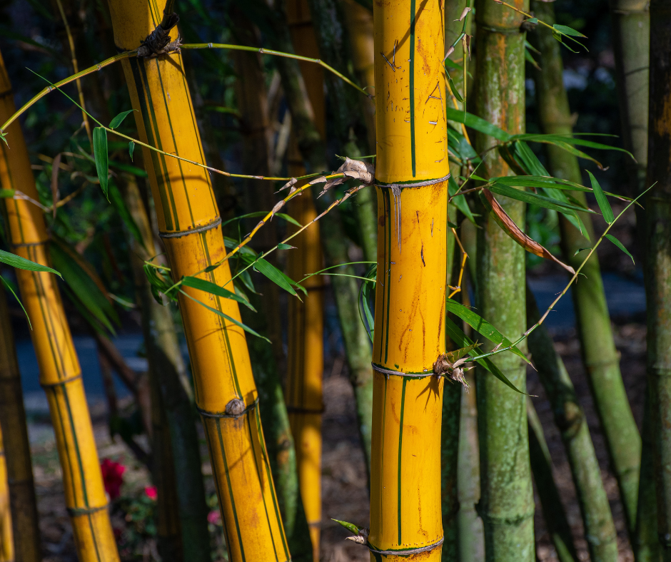 6 Abrigo Natural para o Apocalipse: Como Construir um Abrigo com Materiais Naturais